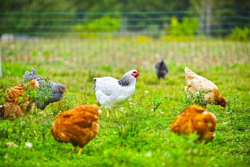gà đá cựa sắt thomo gà đá cựa sắt thomo