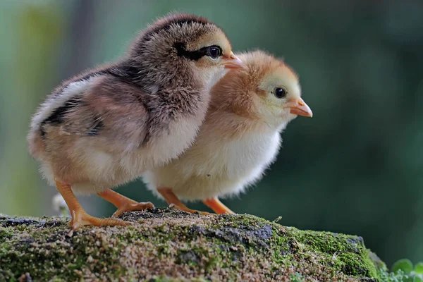 đá gà trực tiếp hôm nay 999 đá gà trực tiếp hôm nay 999