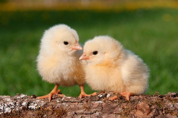 đá gà kinh điển,Đá Gà Kinh Điển: Sự Kết Hợp Độc Đáo Giữa Truyền Thống và Đam Mê đá gà kinh điển,Đá Gà Kinh Điển: Sự Kết Hợp Độc Đáo Giữa Truyền Thống và Đam Mê