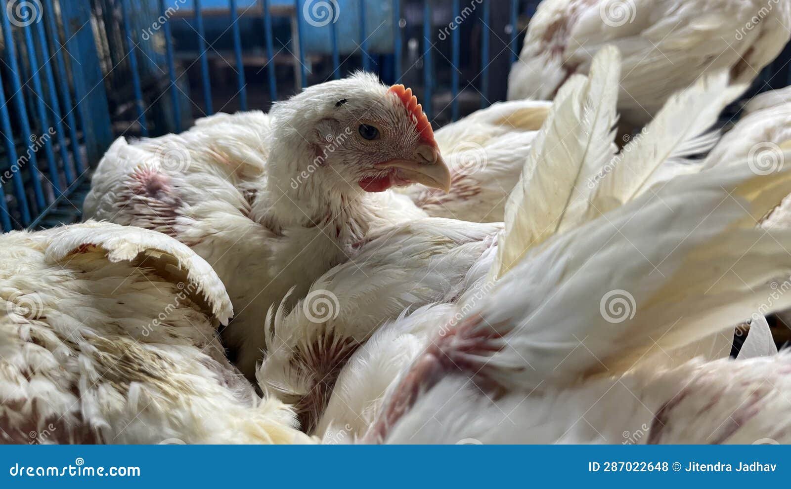 đá gà thomo ngày 6 tháng 10 đá gà thomo ngày 6 tháng 10