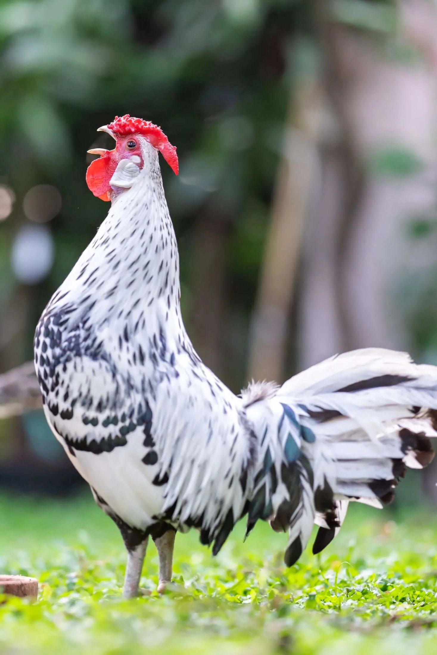 trực tiếp đá giải gà tre thomo trực tiếp đá giải gà tre thomo
