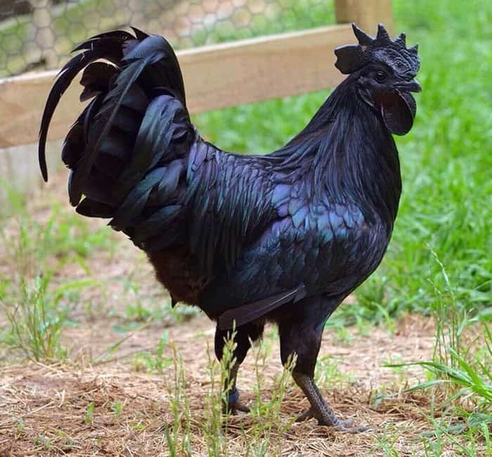 siêu thị gà đá,Siêu thị gà đá: Thứ hai cho tiêu đề bài viết đó siêu thị gà đá,Siêu thị gà đá: Thứ hai cho tiêu đề bài viết đó