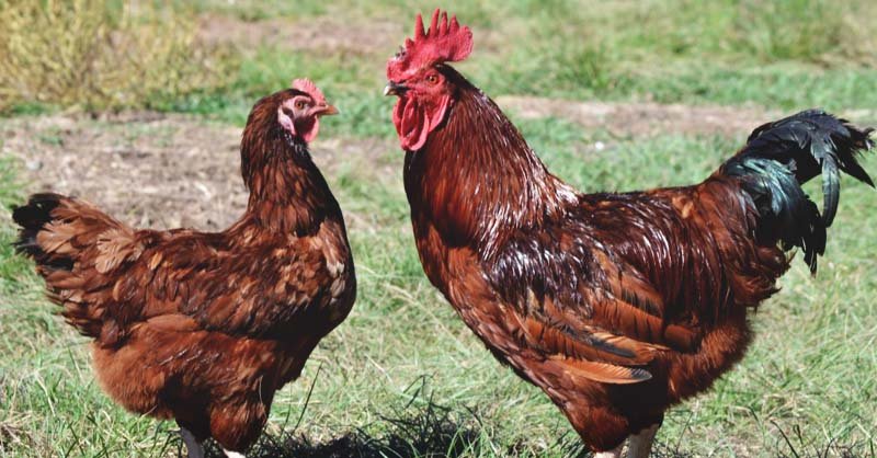 Bí quyết nuôi gà nòi đá cựa sắt hiệu quả cao